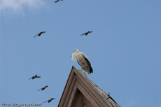 Weißstorch (3 von 20).jpg